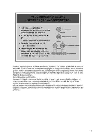 Durante a gametogênese, a célula germinativa diploide sofre meiose, produzindo 4 gametas
haploides. Como se sabe, os cromossomos segregam-se independentemente, o que possibilita
grande número de combinações entre eles, dando origem a vários tipos de gametas. O número
de tipos diferentes de gametas produzidos por um indivíduo diploide é dado por 2n, onde n= lote
haploide de cromossomos.
Recombinação sexual de alelos
Herança monogênica com dominância completa: 10 genes, cada um com 2 alelos, cada um em
cromossomos diferentes, cada um produzindo 3 genótipos diferentes (AA, Aa, aa) 59.000
zigotos diferentes em um diplóide sexual (Porquê?)
Em um genoma eucariótico verdadeiro com recombinação livre e ilimitada ocorrendo, o número
de possíveis zigotos, é inconcebivelmente maior do que o número de partículas fundamentais do
universo.
17
 