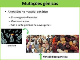 Mutações gênicas
• Alterações no material genético
– Produz genes diferentes
– Ocorre ao acaso
– São a fonte primária de novos genes
Mutação
Variabilidade genética
 