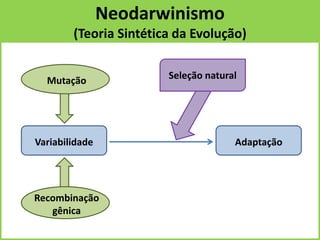 Mutação
Recombinação
gênica
Seleção natural
AdaptaçãoVariabilidade
Neodarwinismo
(Teoria Sintética da Evolução)
 