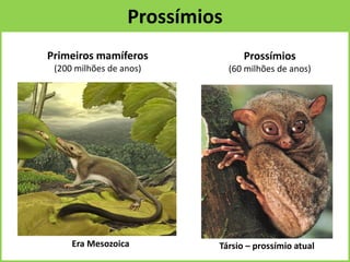 Prossímios
Primeiros mamíferos
(200 milhões de anos)
Prossímios
(60 milhões de anos)
Társio – prossímio atualEra Mesozoica
 