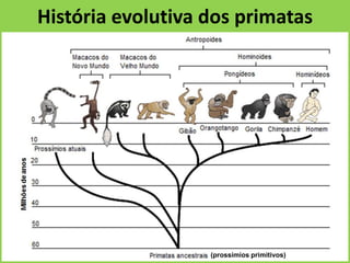 História evolutiva dos primatas
(prossímios primitivos)
 