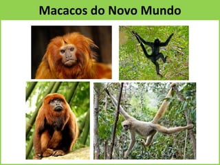Macacos do Novo Mundo
 