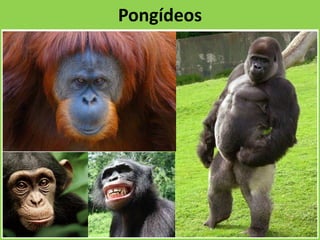 Pongídeos
 