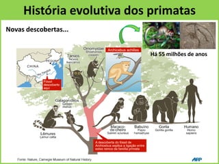 História evolutiva dos primatas
Novas descobertas...
Há 55 milhões de anos
 