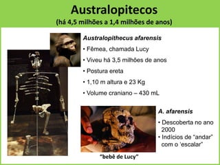 Australopitecos
(há 4,5 milhões a 1,4 milhões de anos)
Australopithecus afarensis
• Fêmea, chamada Lucy
• Viveu há 3,5 milhões de anos
• Postura ereta
• 1,10 m altura e 23 Kg
• Volume craniano – 430 mL
“bebê de Lucy”
A. afarensis
• Descoberta no ano
2000
• Indícios de “andar”
com o ‘escalar”
 