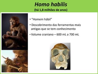 Homo habilis
(há 1,8 milhões de anos)
• “Homem hábil”
• Descobrimento das ferramentas mais
antigas que se tem conhecimento
• Volume craniano – 600 mL a 700 mL
 