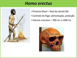 Homo erectus
• Primeiro fóssil – final do século XIX
• Controle do fogo: alimentação, proteção
• Volume craniano – 700 mL a 1200 mL
 