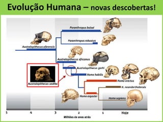 Evolução Humana – novas descobertas!
 