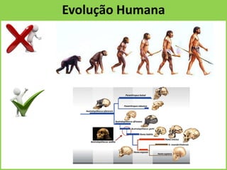 Evolução Humana
 