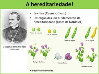 A hereditariedade!
• Ervilhas (Pisum sativum)
• Descrição das leis fundamentais da
hereditariedade (bases da Genética)
Gregor Johann Mendel
(1822-1884)
 