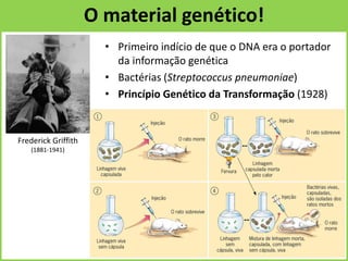 O material genético!
Frederick Griffith
(1881-1941)
• Primeiro indício de que o DNA era o portador
da informação genética
• Bactérias (Streptococcus pneumoniae)
• Princípio Genético da Transformação (1928)
 