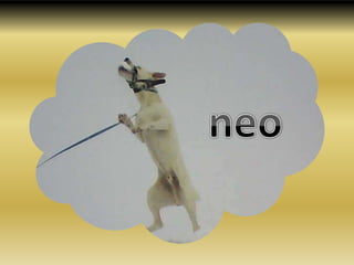 neo