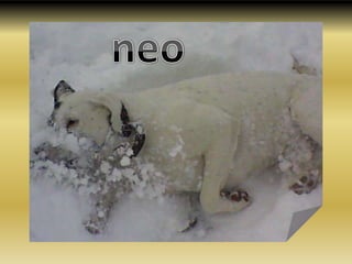 neo