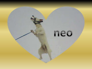 neo