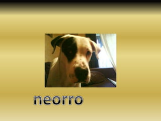 neorro