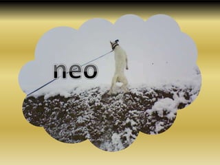 neo