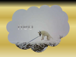 neo