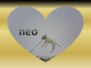 neo