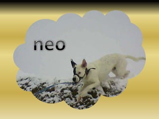 neo