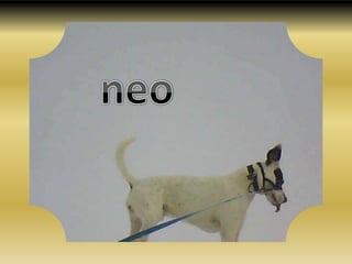 neo