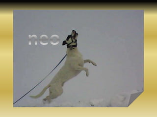 neo