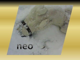 neo