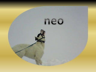 neo