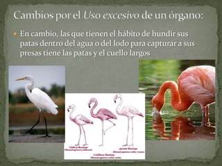 Cambios por el Uso excesivo de un órgano:En cambio, las que tienen el hábito de hundir sus patas dentro del agua o del lodo para capturar a sus presas tiene las patas y el cuello largos