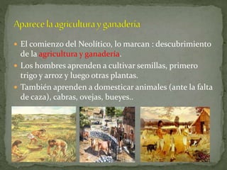  El comienzo del Neolítico, lo marcan : descubrimiento
de la agricultura y ganadería.
 Los hombres aprenden a cultivar semillas, primero
trigo y arroz y luego otras plantas.
 También aprenden a domesticar animales (ante la falta
de caza), cabras, ovejas, bueyes..
 