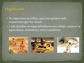  Se organizan en tribus, que eran grupos más
numerosos que los clanes .
 Cada hombre se especializaba en un trabajo, unos en la
agricultura, artesanos y otros cazadores.
 