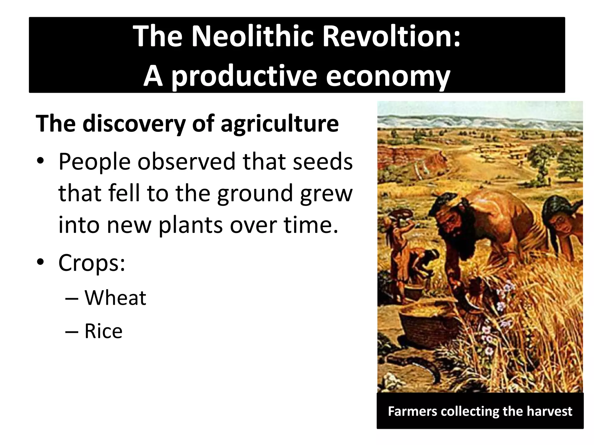 The Neolithic Revoltion:
A productive economy
The discovery of agriculture
• People observed that seeds
that fell to the ground grew
into new plants over time.
• Crops:
– Wheat
– Rice
Farmers collecting the harvest