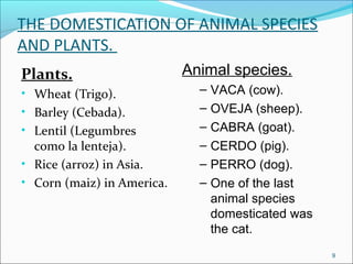 THE DOMESTICATION OF ANIMAL SPECIES
AND PLANTS.
Plants.
• Wheat (Trigo).
• Barley (Cebada).
• Lentil (Legumbres
como la lenteja).
• Rice (arroz) in Asia.
• Corn (maiz) in America.
Animal species.
– VACA (cow).
– OVEJA (sheep).
– CABRA (goat).
– CERDO (pig).
– PERRO (dog).
– One of the last
animal species
domesticated was
the cat.
9
 
