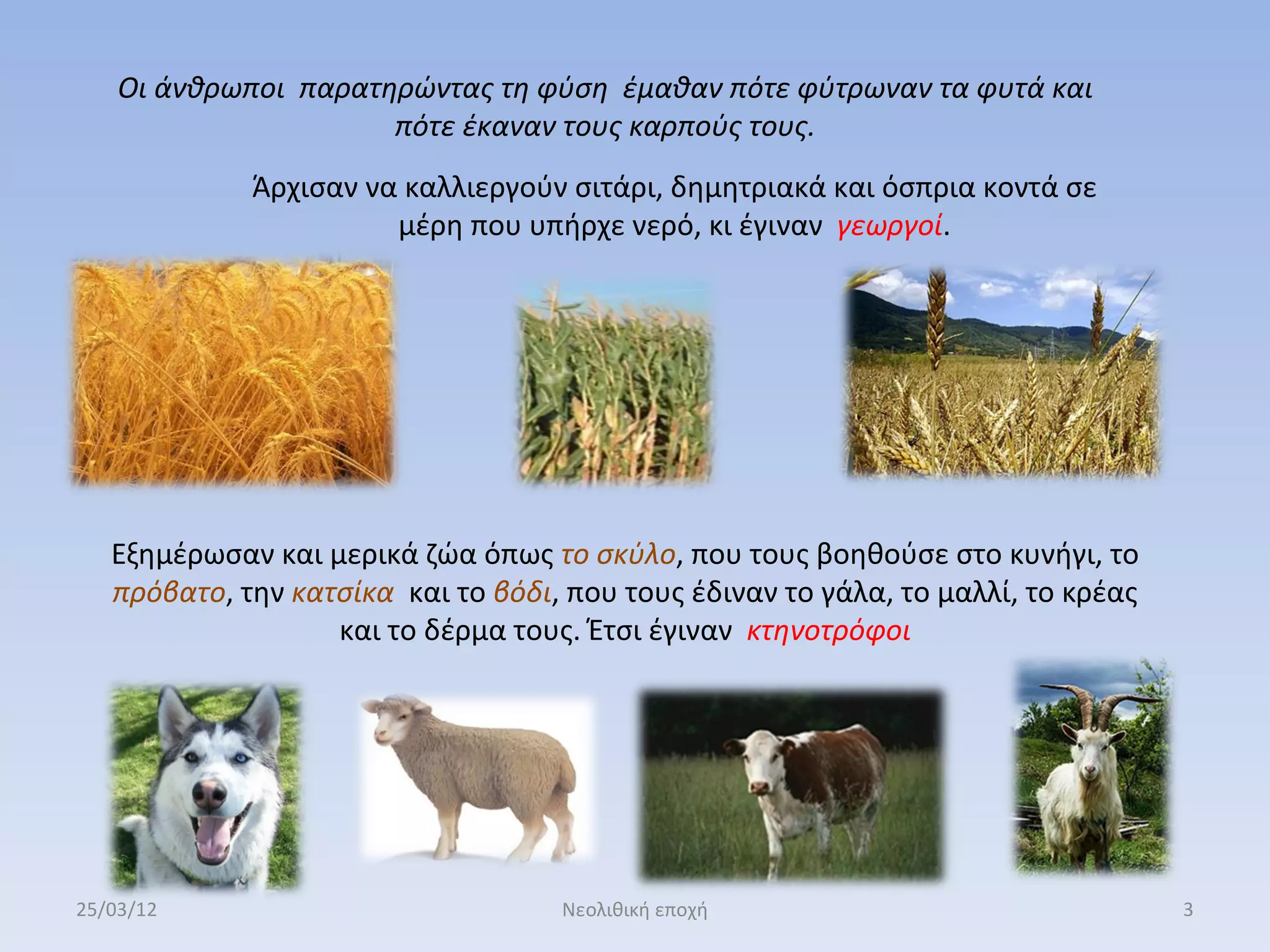 Οι άνθρωποι παρατηρώντας τη φύση έμαθαν πότε φύτρωναν τα φυτά και
                      πότε έκαναν τους καρπούς τους.
             Άρχισαν να καλλιεργούν σιτάρι, δημητριακά και όσπρια κοντά σε
                       μέρη που υπήρχε νερό, κι έγιναν γεωργοί.




   Εξημέρωσαν και μερικά ζώα όπως το σκύλο, που τους βοηθούσε στο κυνήγι, το
   πρόβατο, την κατσίκα και το βόδι, που τους έδιναν το γάλα, το μαλλί, το κρέας
                   και το δέρμα τους. Έτσι έγιναν κτηνοτρόφοι




25/03/12                            Νεολιθική εποχή                                3
 