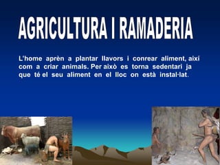 AGRICULTURA I RAMADERIAL’home  aprèn  a  plantar  llavors  i  conrear  aliment, així  com  a  criar  animals. Per això  es  torna  sedentari  ja  que  té el  seu  aliment  en  el  lloc  on  està  instal·lat.