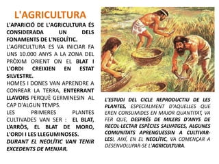 L'AGRICULTURA
L'APARICIÓ DE L'AGRICULTURA ÉS
CONSIDERADA UN DELS
FONAMENTS DE L'NEOLÍTIC.
L'AGRICULTURA ES VA INICIAR FA
UNS 10.000 ANYS A LA ZONA DEL
PRÒXIM ORIENT ON EL BLAT I
L'ORDI CREIXIEN EN ESTAT
SILVESTRE.
HOMES I DONES VAN APRENDRE A
CONREAR LA TERRA, ENTERRANT
LLAVORS PERQUÈ GERMINESIN AL
CAP D'ALGUN TEMPS.
LES PRIMERES PLANTES
CULTIVADES VAN SER : EL BLAT,
L’ARRÒS, EL BLAT DE MORO,
L'ORDI I LES LLEGUMINOSES.
DURANT EL NEOLÍTIC VAN TENIR
EXCEDENTS DE MENJAR.
L'ESTUDI DEL CICLE REPRODUCTIU DE LES
PLANTES, ESPECIALMENT D'AQUELLES QUE
EREN CONSUMIDES EN MAJOR QUANTITAT, VA
FER QUE, DESPRÉS DE MILERS D'ANYS DE
RECOL·LECTAR ESPÈCIES SALVATGES, ALGUNES
COMUNITATS APRENGUESSIN A CULTIVAR-
LESI, AIXÍ, EN EL NEOLÍTIC, VA COMENÇAR A
DESENVOLUPAR-SE L'AGRICULTURA.
 
