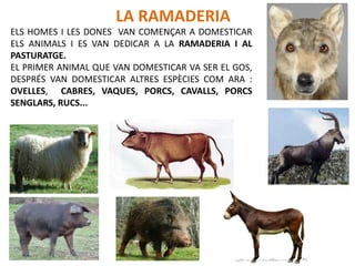 ELS HOMES I LES DONES VAN COMENÇAR A DOMESTICAR
ELS ANIMALS I ES VAN DEDICAR A LA RAMADERIA I AL
PASTURATGE.
EL PRIMER ANIMAL QUE VAN DOMESTICAR VA SER EL GOS,
DESPRÉS VAN DOMESTICAR ALTRES ESPÈCIES COM ARA :
OVELLES, CABRES, VAQUES, PORCS, CAVALLS, PORCS
SENGLARS, RUCS...
LA RAMADERIA
 