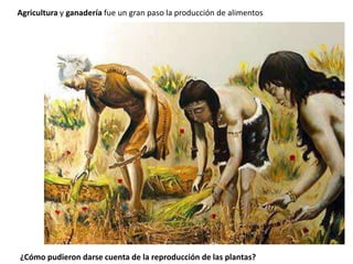 Agricultura y ganadería fue un gran paso la producción de alimentos
¿Cómo pudieron darse cuenta de la reproducción de las plantas?
 