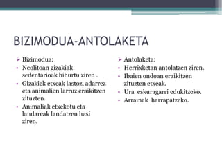 BIZIMODUA-ANTOLAKETA
 Bizimodua:
• Neolitoan gizakiak
sedentarioak bihurtu ziren .
• Gizakiek etxeak lastoz, adarrez
eta animalien larruz eraikitzen
zituzten.
• Animaliak etxekotu eta
landareak landatzen hasi
ziren.
 Antolaketa:
• Herrixketan antolatzen ziren.
• Ibaien ondoan eraikitzen
zituzten etxeak.
• Ura eskuragarri edukitzeko.
• Arrainak harrapatzeko.
 