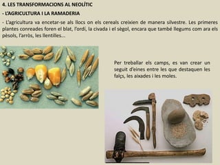 4. LES TRANSFORMACIONS AL NEOLÍTIC
- L’AGRICULTURA I LA RAMADERIA
- L’agricultura va encetar-se als llocs on els cereals creixien de manera silvestre. Les primeres
plantes conreades foren el blat, l’ordí, la civada i el sègol, encara que també llegums com ara els
pèsols, l’arròs, les llentilles...
Per treballar els camps, es van crear un
seguit d’eines entre les que destaquen les
falçs, les aixades i les moles.
 