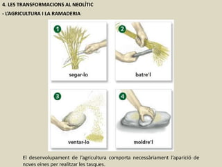 4. LES TRANSFORMACIONS AL NEOLÍTIC
- L’AGRICULTURA I LA RAMADERIA
El desenvolupament de l’agricultura comporta necessàriament l’aparició de
noves eines per realitzar les tasques.
 