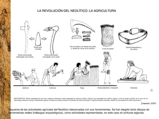 Esquema de las actividades agrícolas del Neolítico relacionadas con sus herramientas. Se han elegido tanto dibujos de herramientas reales (hallazgos arqueológicos), como actividades representadas, en este caso en pinturas egipcias.  