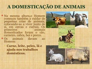 A DOMESTICAÇÃO DE ANIMAIS
 Na mesma altura,o Homem
  começou também a cuidar de
  pequenas crias de animais,
  colocando-as a viver junto de
  si, em cercas e currais. Os
  primeiros               animais
  domesticados foram o cão,
  carneiro, cabra, boi e porco.
 Os    animais     davam       ao
  Homem:
   Carne, leite, peles, lã e
     ajuda nos trabalhos
     domésticos.
 