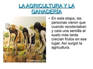 LA AGRICULTURA Y LALA AGRICULTURA Y LA
GANADERÍAGANADERÍA
● En esta etapa, las
personas vieron que
cuando recolectaban
y caía una semilla al
suelo más tarde
crecían frutos en ese
lugar. Así surgió la
agricultura.
 