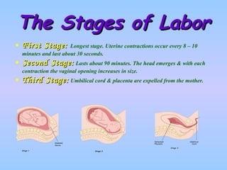 The Stages of Labor First Stage:  Longest stage. Uterine contractions occur every 8 – 10 minutes and last about 30 seconds. Second Stage:   Lasts about 90 minutes. The head emerges & with each contraction the vaginal opening increases in size. Third Stage:  Umbilical cord & placenta are expelled from the mother. 