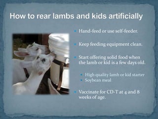 How to rear lambs and kids artificially<br />Make sure baby gets adequate colostrum.<br />Let baby nurse dam for first fou...
