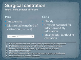 Use in conjunction with elastrator to minimize pain during docking and castrating