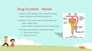 Drug Excretion - Review
 occurs in the kidneys, liver, intestine, lungs,
sweat, salivary and mammary glands
 Kidney is the major route of elimination for
o water soluble drugs
o water soluble metabolites of lipid soluble drugs
 The basic processes in renal elimination
1) Glomerular filtration
2) Tubular function
 