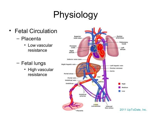 Neonatal Resuscitation, Dr. Wylie 7/17/14