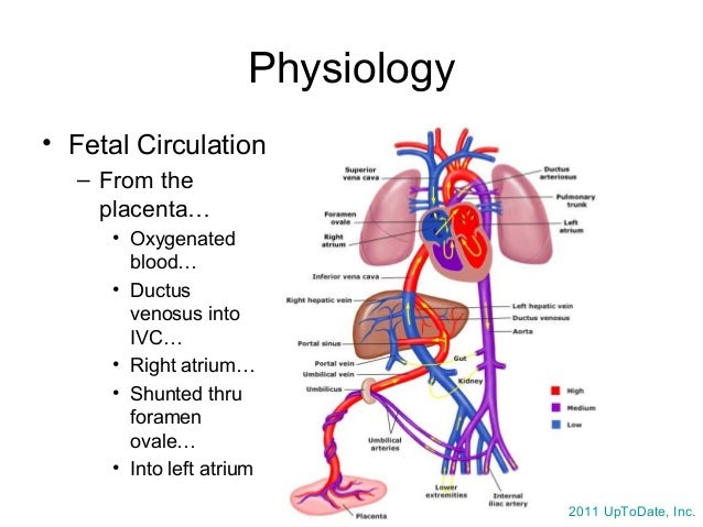 Neonatal Resuscitation, Dr. Wylie 7/17/14
