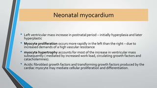 Neonatal myocardium 
• Left ventricular mass increase in postnatal period – initially hyperplasia and later 
hyperplastic 
• Myocyte proliferation occurs more rapidly in the left than the right – due to 
increased demands of a high vascular resistance 
• myocyte hypertrophy accounts for most of the increase in ventricular mass 
subsequently ( mediated by increased work load, circulating growth factors and 
catacholamines). 
• Acidic fibroblast growth factors and transforming growth factors produced by the 
cardiac myocyte may mediate cellular proliferation and differentiation. 
 
